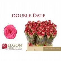 R Gr Double Date! 60 cm 1 demet 10 dal