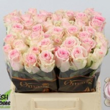 R Gr Duchesse 50 cm - 1 Demet 10 dal!