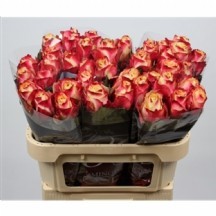 R Gr Eagle Eye+ 50 cm - 1 Demet 10 Dal!