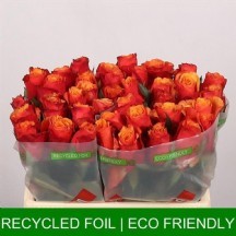 R Gr Espana@ 50 cm - 1 Demet 10 Dal!