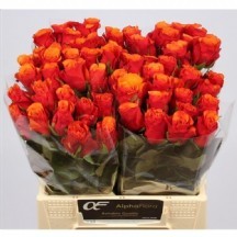 R Gr Espana@ 60 cm 1 demet 10 dal