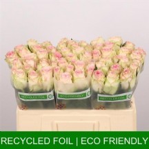 R Gr Esperance 70 cm 1 demet 10 dal