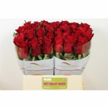 R Gr Ever Red 50 cm - 1 Demet 10 Dal!