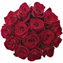 R Gr Ever Red 70 cm - 1 Demet 10 Dal!