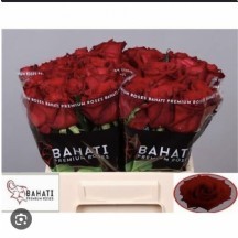 R Gr Ever Red 80 cm 1 demet 10 dal