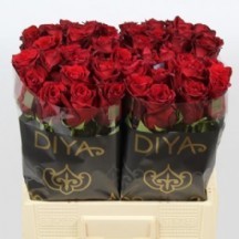 R Gr Explorer 60 cm (Kırmızı Gül) 1 demet 10 dal!!