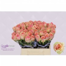 R Gr Fiesta  70 cm - 1 Demet 10 Dal!