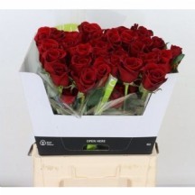 R Gr Freedom 50 cm 1 demet 10 dal