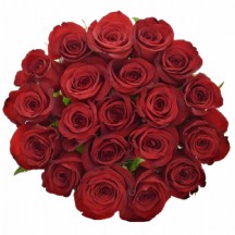 R Gr Freedom 60cm - 1 Demet 10 Dal!