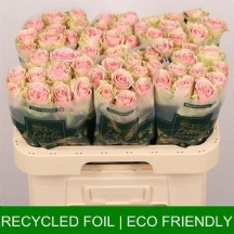 R Gr Frutteto 60 cm - 1 Demet 10 Dal!