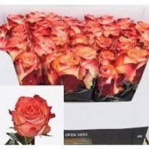 R Gr Habarı@ 50 cm 1 demet 10 dal!!!