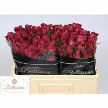 R Gr Inevıtable 1 demet 60 cm10 dal!!!_kopya