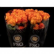 R Gr Kingsday+ 50 cm - 1 Demet 10 Dal!