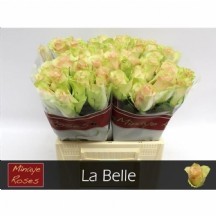 R Gr La Belle 50 cm 1 demet 10 dal!!1