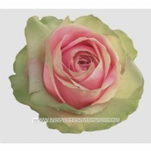 R Gr Lovely Ambıance 60 cm 1 demet 10 dal!!! 