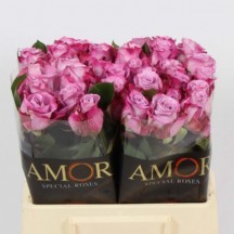 R Gr Maritim 60 cm 1 DEMET 10 DAL!!