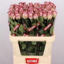 R Gr Memory Lane! 35 Cm 1 demet 10 dal