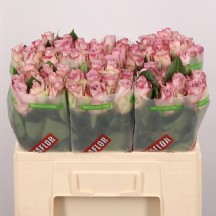 R Gr Memory Lane 40cm - 1 Demet 10 Dal!