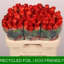 R GR METEOR 1 DEMET 10 DAL 70 CM