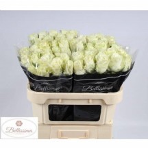 r gr mia 70 cm  1 demet 10 dal!!!