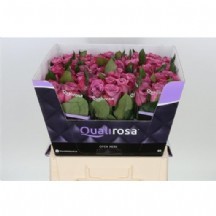 R Gr Moody Blues! 50 cm - 1 Demet 10 Dal!