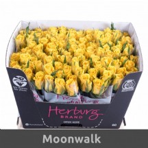 R Gr Moonwalk 60 cm - 1 Demet 10 DAL!