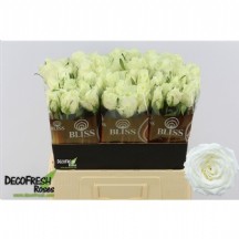 R Gr Nova Vita 60 cm - 1 Demet 10 Dal!