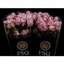 R Gr Ocean Song 50 cm 1 demet 10 dal