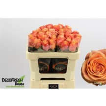 R Gr Olympus@ 40  cm - 1 Demet 10 DAL!