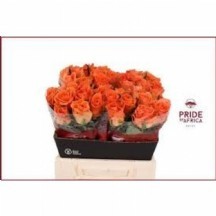 R Gr On Fıre 50 cm 1 demet 10 dal!!!