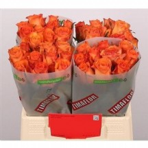 R Gr Orange Wave 60 cm  - 1 Demet 10 DAL!