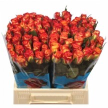 R Gr Outlaw! 50 cm 1 Demet 10 DAL!