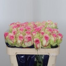 R Gr Pink Journey 50 cm 1 demet 10 dal!!!