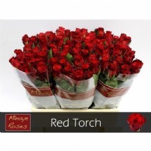 R Gr Red Torch 50 cm 1 demet 10 dal