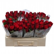 R Gr Red Torch 70 cm - 1 Demet 10 DAL!