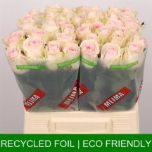 R Gr Revıval Sweet 50 cm 1 demet 10 