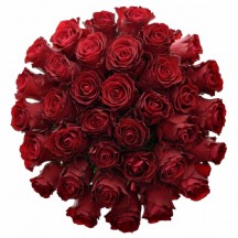 R Gr Rhodos 60 cm - 1 Demet 10 Dal!