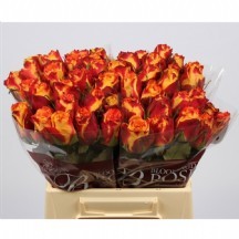 R Gr Silantoi@ 50 cm - 1 Demet 10 Dal!