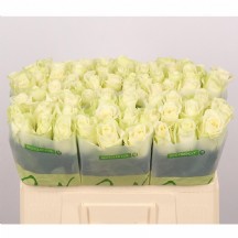 R Gr Snowstorm 50 cm (Beyaz Gül) - 1 Demet 10 Dal!