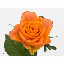 R Gr Sombrero - 50cm 1 Demet 10 DAL!