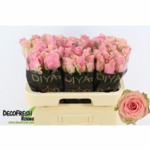 R Gr Tango 60 cm 1 demet 10 dal!!