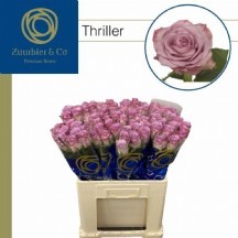 R Gr Thriller 50 cm - 1 Demet 10 Dal!