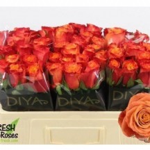 R Gr Touchee+ 1 demet 10 dal!!! 70 cm