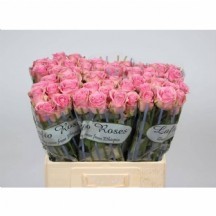 R Gr Wham 50 cm 1 demet 10 dal