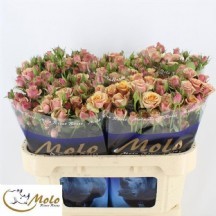 R Tr Antıgua 50 cm 1 demet 10 dal !!!