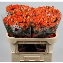 R Tr Ariya 40 cm - 1 Demet 10 Dal!