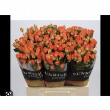 R Tr Babe 40 cm 1 demet 10 dal