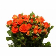 R Tr Babe 60 cm  - 1 Demet 10 DAL!_