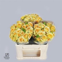 R Tr Bandolero 50 cm - 1 Demet 10 Dal!