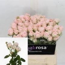 r tr bombastic 50 cm 1 demet 10 dal!!!